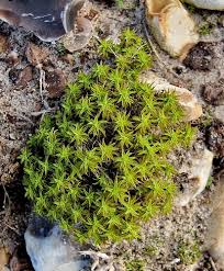 Attēlu rezultāti vaicājumam “Syntrichia ruralis var. ruralis”