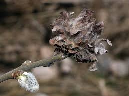 Attēlu rezultāti vaicājumam “Rhabdophaga rosaria”