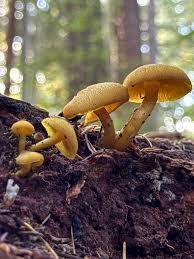 Attēlu rezultāti vaicājumam “Tricholomopsis decora”