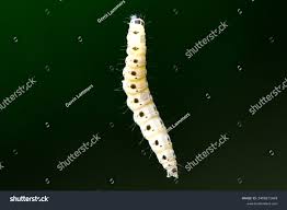 Attēlu rezultāti vaicājumam “Yponomeuta malinellus / cagnagella imago”