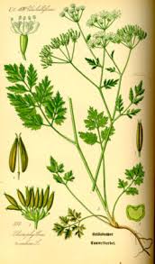 Attēlu rezultāti vaicājumam “Chaerophyllum aromaticum”