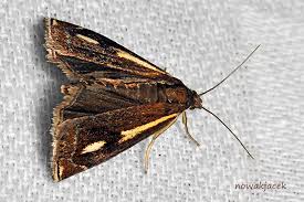 Attēlu rezultāti vaicājumam “Crambus heringiellus”