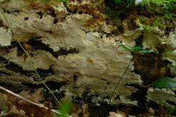 Attēlu rezultāti vaicājumam “Porotheleum fimbriatum”