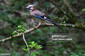 Attēlu rezultāti vaicājumam “Garrulus glandarius adult”