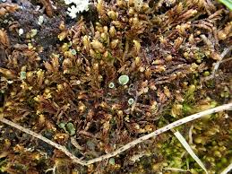 Attēlu rezultāti vaicājumam “Mylia anomala”