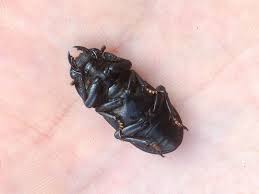 Attēlu rezultāti vaicājumam “Dorcus parallelopipedus”