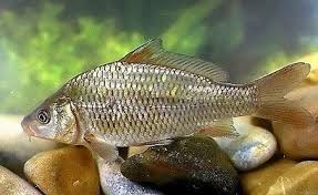 Image result for Cyprinus carpio