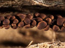 Attēlu rezultāti vaicājumam “Trichia contorta macro”