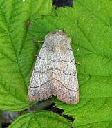 Attēlu rezultāti vaicājumam “Charanyca trigrammica”