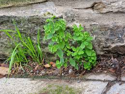 Attēlu rezultāti vaicājumam “Euphorbia helioscopia leaf”
