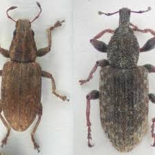 Attēlu rezultāti vaicājumam “Sitona sp.”