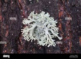 Attēlu rezultāti vaicājumam “Pseudevernia furfuracea”