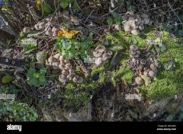 Attēlu rezultāti vaicājumam “Mycena zephirus”