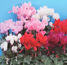 Image result for Cyclamen persicum