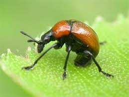 Attēlu rezultāti vaicājumam “Attelabus nitens”