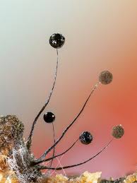 Attēlu rezultāti vaicājumam “Lamproderma violaceum spores”