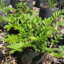 Attēlu rezultāti vaicājumam “Argentina anserina leaf”