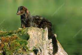 Attēlu rezultāti vaicājumam “Mustela vison”