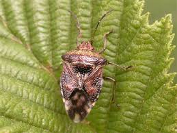 Attēlu rezultāti vaicājumam “Elasmucha grisea”