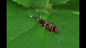 Attēlu rezultāti vaicājumam “Orchesella flavescens”
