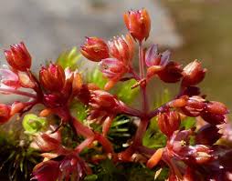 Attēlu rezultāti vaicājumam “Arenaria procera bud”