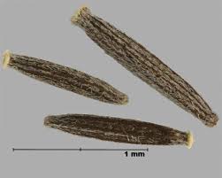 Attēlu rezultāti vaicājumam “Inula britannica bud”
