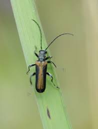 Attēlu rezultāti vaicājumam “Anogcodes melanurus”