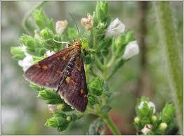Attēlu rezultāti vaicājumam “Pyrausta aurata”