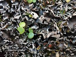 Attēlu rezultāti vaicājumam “Peltigera malacea”