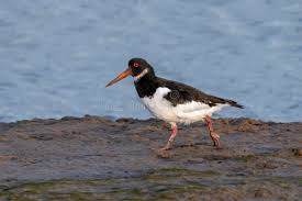 Attēlu rezultāti vaicājumam “Haematopus ostralegus adult”