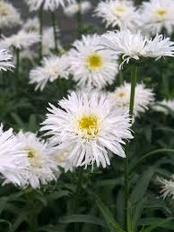 Image result for Chrysanthemum leucanthemum