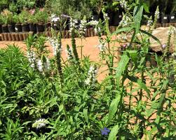 Attēlu rezultāti vaicājumam “Mentha longifolia”