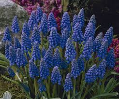Attēlu rezultāti vaicājumam “Muscari armeniacum flower”