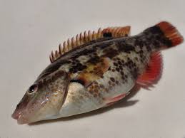 Image result for Symphodus bailloni