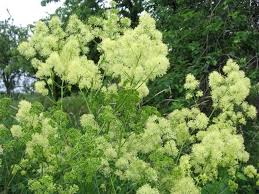 Attēlu rezultāti vaicājumam “Thalictrum lucidum”