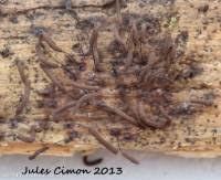 Attēlu rezultāti vaicājumam “Stemonitopsis aequalis var. microspora spores”