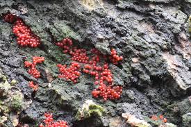 Attēlu rezultāti vaicājumam “Neonectria coccinea”