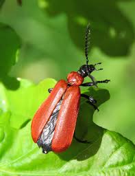 Attēlu rezultāti vaicājumam “Pyrochroa coccinea”