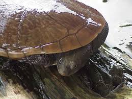 Attēlu rezultāti vaicājumam “Licea chelonoides”