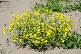 Attēlu rezultāti vaicājumam “Senecio vernalis”