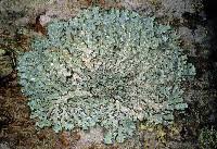 Attēlu rezultāti vaicājumam “Parmelia serrana”