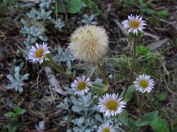 Attēlu rezultāti vaicājumam “Erigeron acris flower”