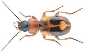 Attēlu rezultāti vaicājumam “Badister bullatus”