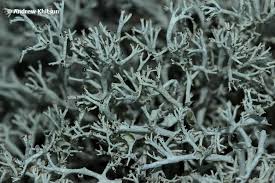 Attēlu rezultāti vaicājumam “Cladonia mitis”