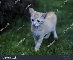 Attēlu rezultāti vaicājumam “Felis silvestris catus juvenile”