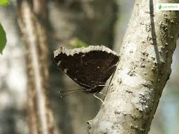 Attēlu rezultāti vaicājumam “Nymphalis antiopa underside”