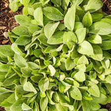 Attēlu rezultāti vaicājumam “Stachys”