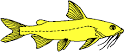 Ariidae • Cat-