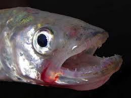 Image result for Osmerus eperlanus