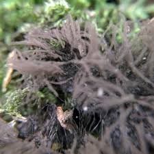 Attēlu rezultāti vaicājumam “Stemonitis axifera stalked”